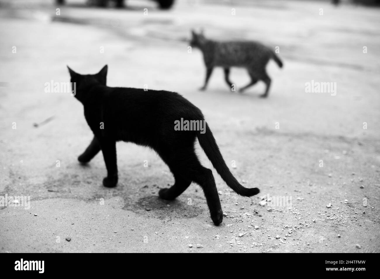 Chats errants dans la rue.Chat noir et chat sans queue.Animaux de la rue. Banque D'Images