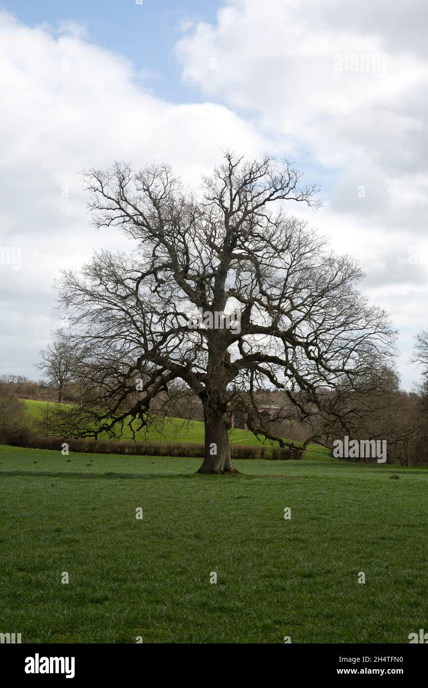 Arbre sans feuilles Banque D'Images