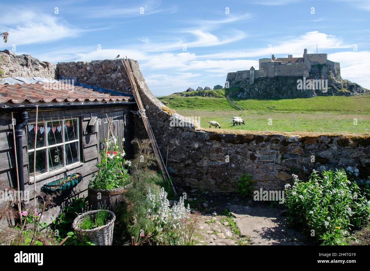 Jardin clos sur l'île Sainte créé par l'écrivain et artiste Gertrude Jekyll en 1911 aux côtés d'Edwin Lutyens avec le château de Lindisfarne en arrière-plan Royaume-Uni. Banque D'Images