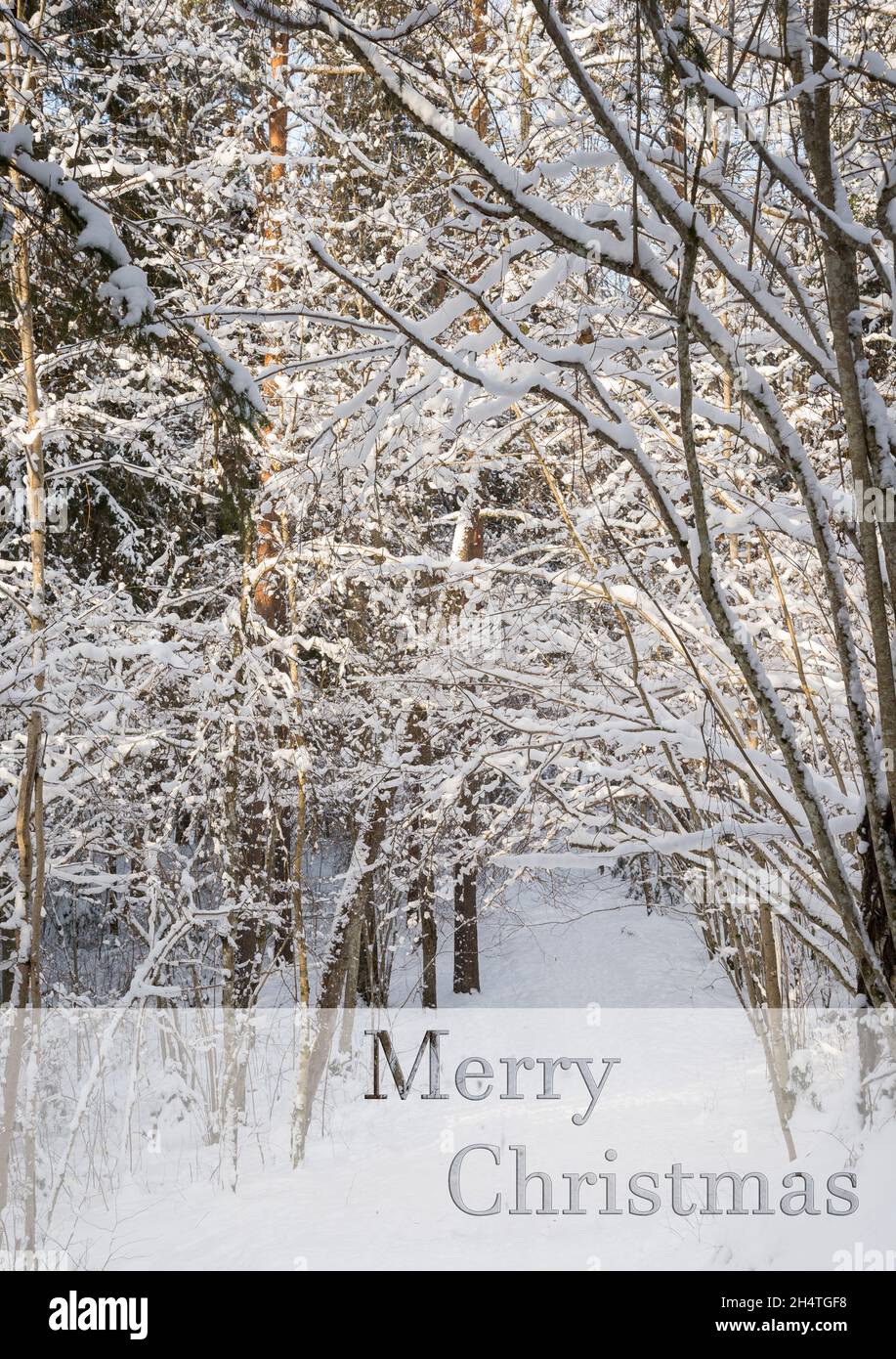 Paysage hivernal gelé dans une forêt enneigée.Arrière-plan de Noël avec sapins et arrière-plan flou de l'hiver avec texte Joyeux Noël Banque D'Images
