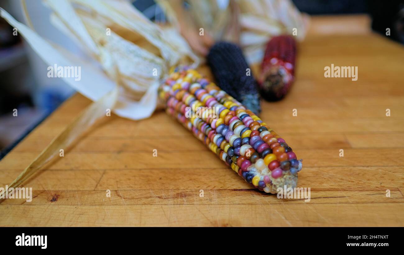 Épis de maïs multicolores avec grains de différentes teintes; couleurs d'automne, décorations pour les fêtes de Noël et de Thanksgiving. Banque D'Images