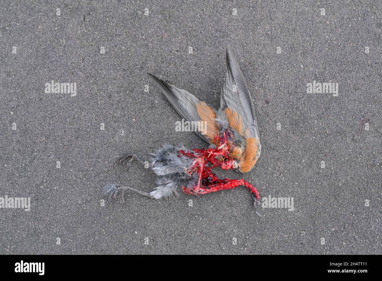 Mort et mangé le Robin américain avec des ailes intactes. Banque D'Images