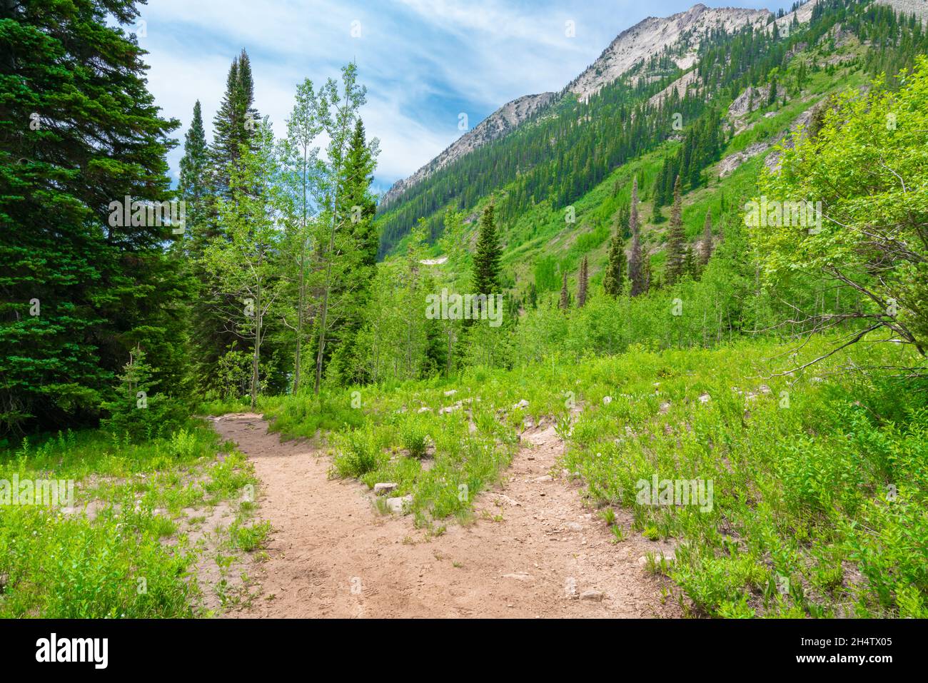 Branchez dans un sentier de randonnée dans les montagnes Rocheuses du Colorado Banque D'Images