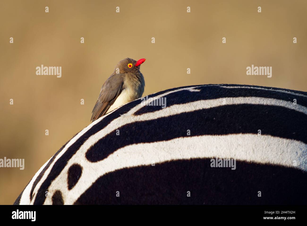 Oxpecker à bec rouge - Buphagus erythrorhynchus passerine oiseau de Buphagidae, originaire de la savane d'Afrique subsaharienne, mange des insectes et du sang. Banque D'Images