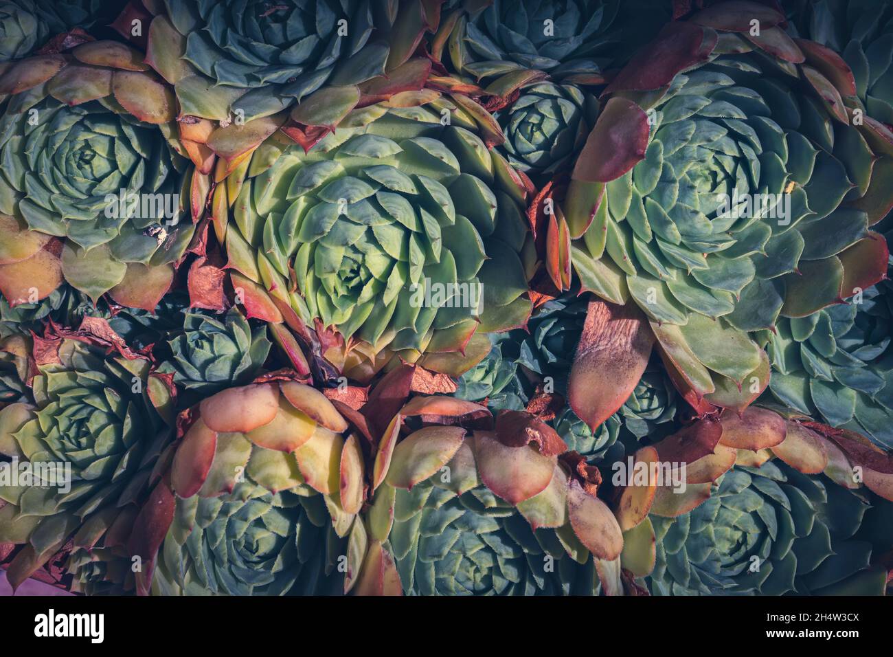 Symétrie dans la nature.Plante décorative gros plan. Banque D'Images