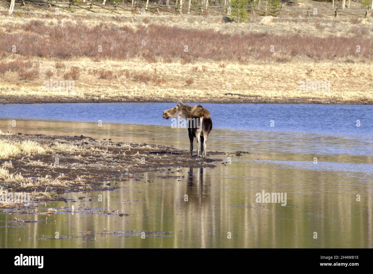 Un Shira Moose debout au bord d'un étang du Colorado ou d'un petit lac. Banque D'Images Un Shira Moose debout au bord d'un étang du Colorado ou d'un petit lac. Banque D'Images