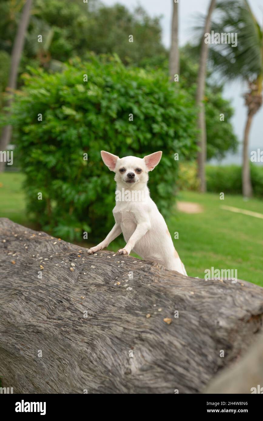 Le Canine de Chihuahua expansif Banque D'Images