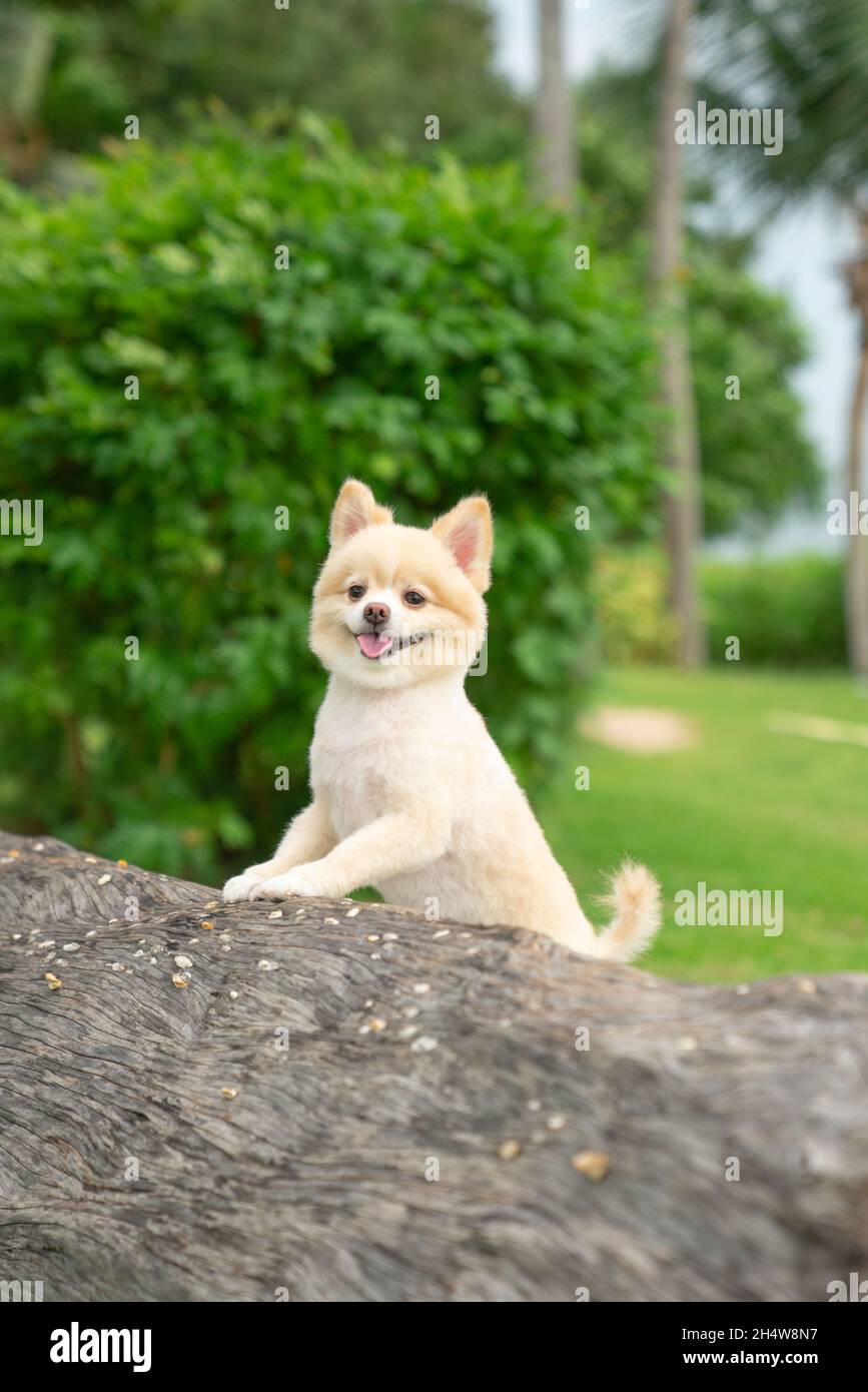 Smiley Pomeranian Banque D'Images