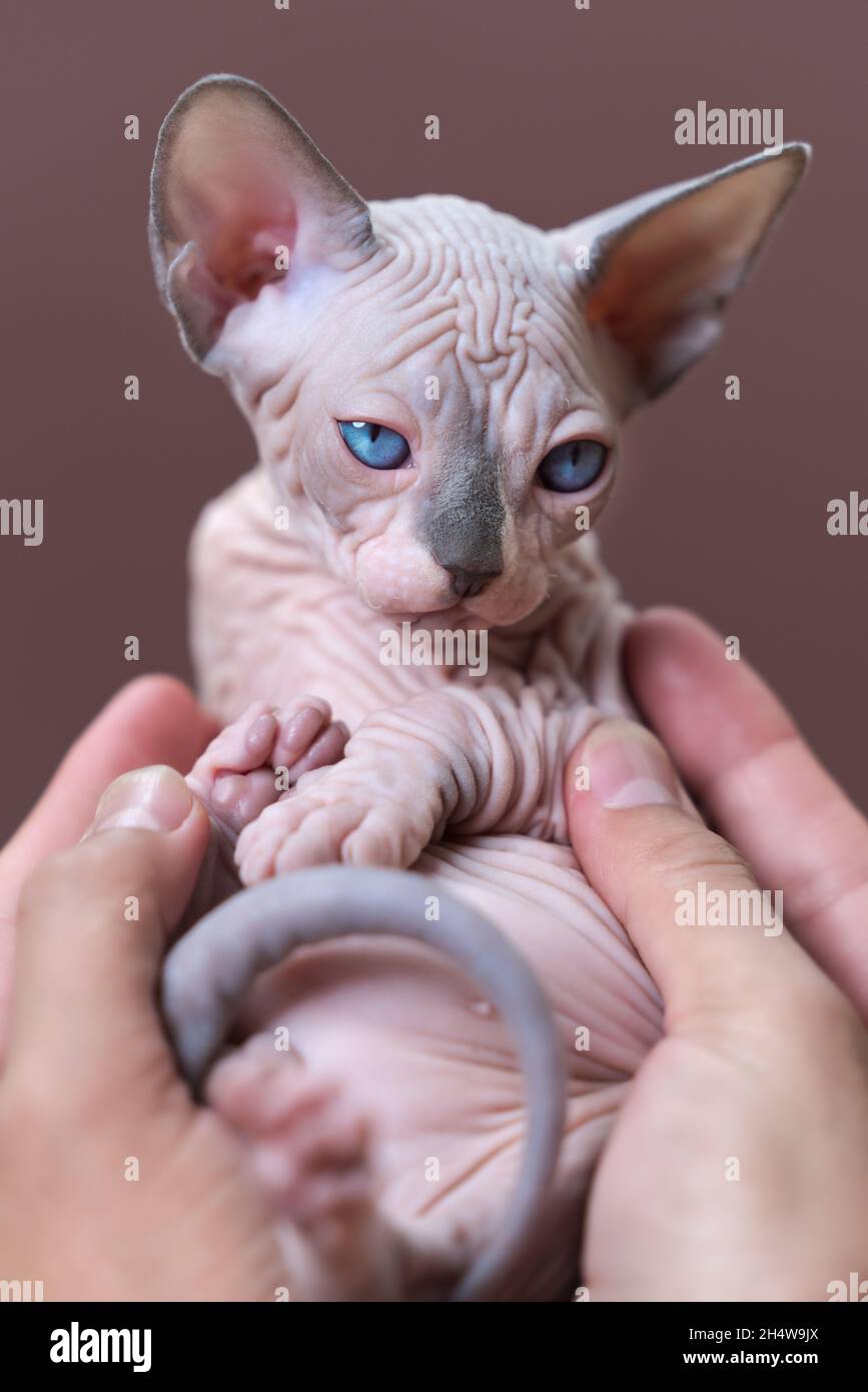 La femelle d'éleveur de chatterie tient soigneusement le chaton de Sphynx canadien entre les mains.Chaton aux yeux bleus, couleur bleu vison et blanc.Concept de reproduction Banque D'Images