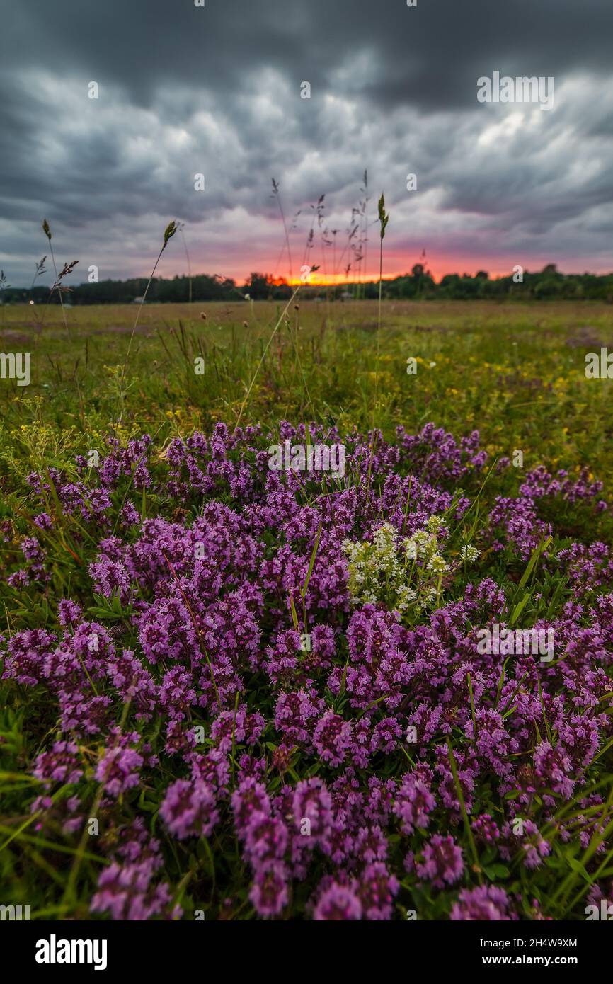 Fleurs de thym sur le terrain et ciel majestueux au coucher du soleil, mise au point sélective Banque D'Images