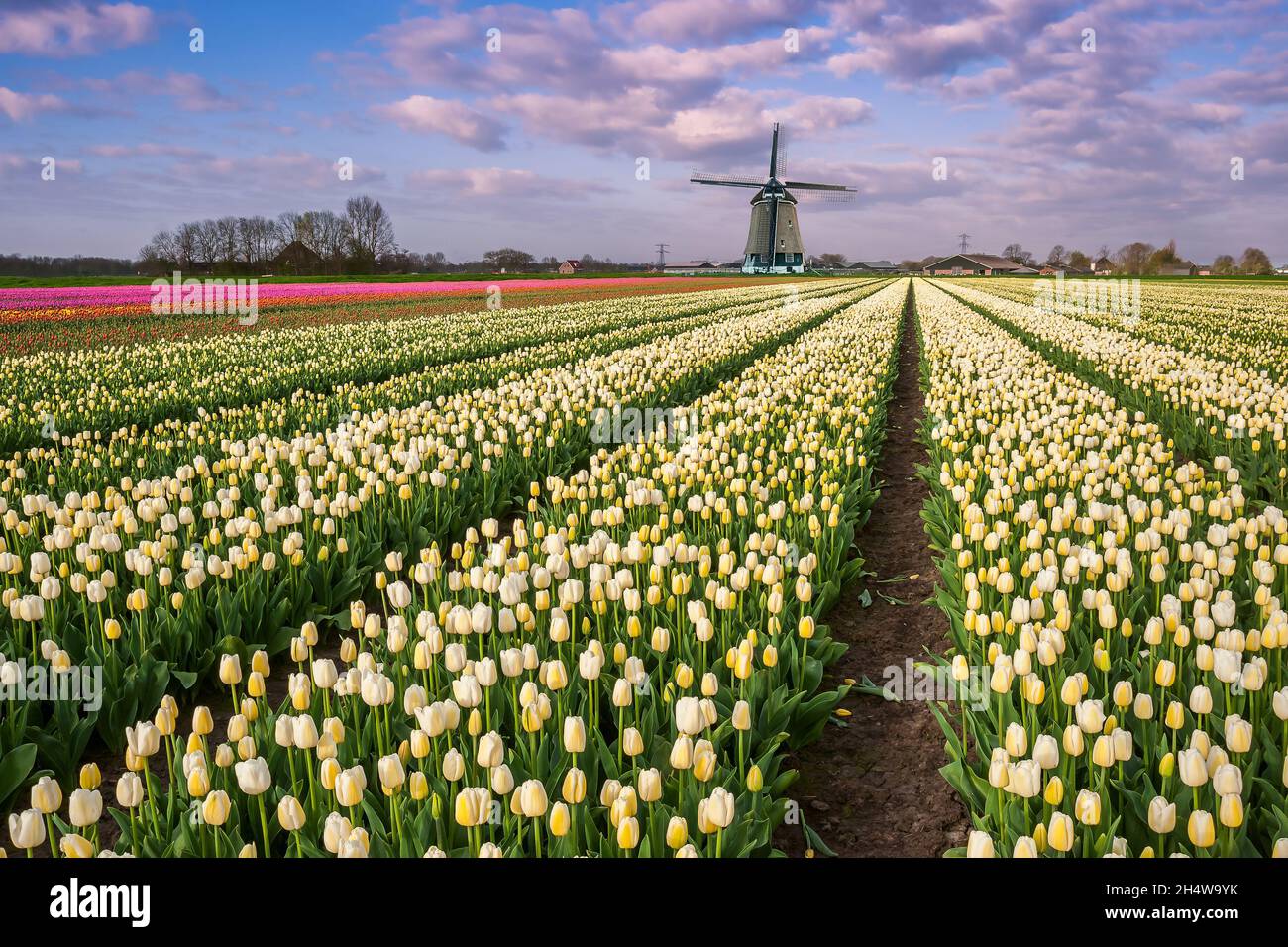 Champ de fleurs de tulipe de printemps et moulin à vent sur le paysage traditionnel des pays-Bas, lieu de voyage.Culture de tulipes, beau pays pour le voyage Banque D'Images