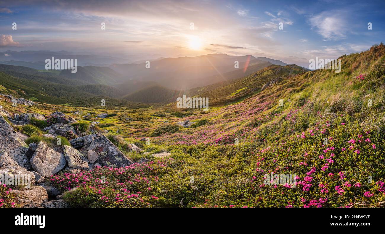 Soirée d'été en montagne, panorama sur le paysage avec coucher de soleil, belles fleurs rouges et ciel majestueux Banque D'Images