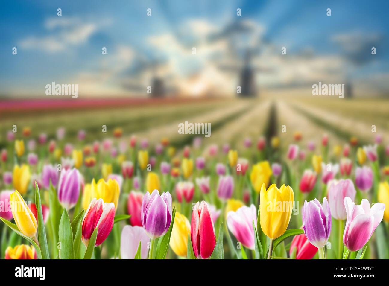 Paysage de printemps avec prairie de fleurs de tulipe et moulins à vent, foyer sélectif.Vue sur la Hollande traditionnelle Banque D'Images