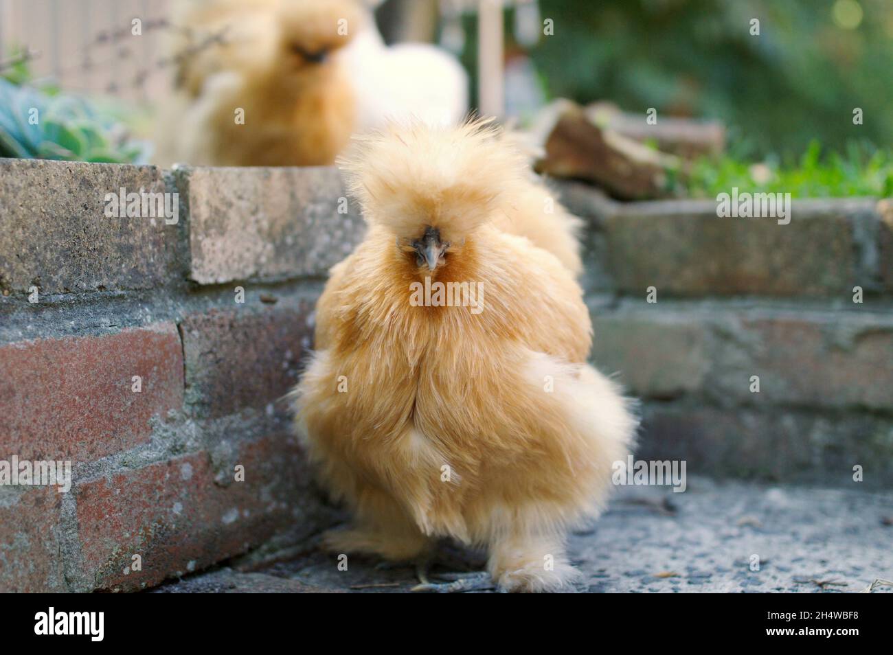 Silkie Chicken en premier plan à l'extérieur avec un autre en arrière-plan Banque D'Images