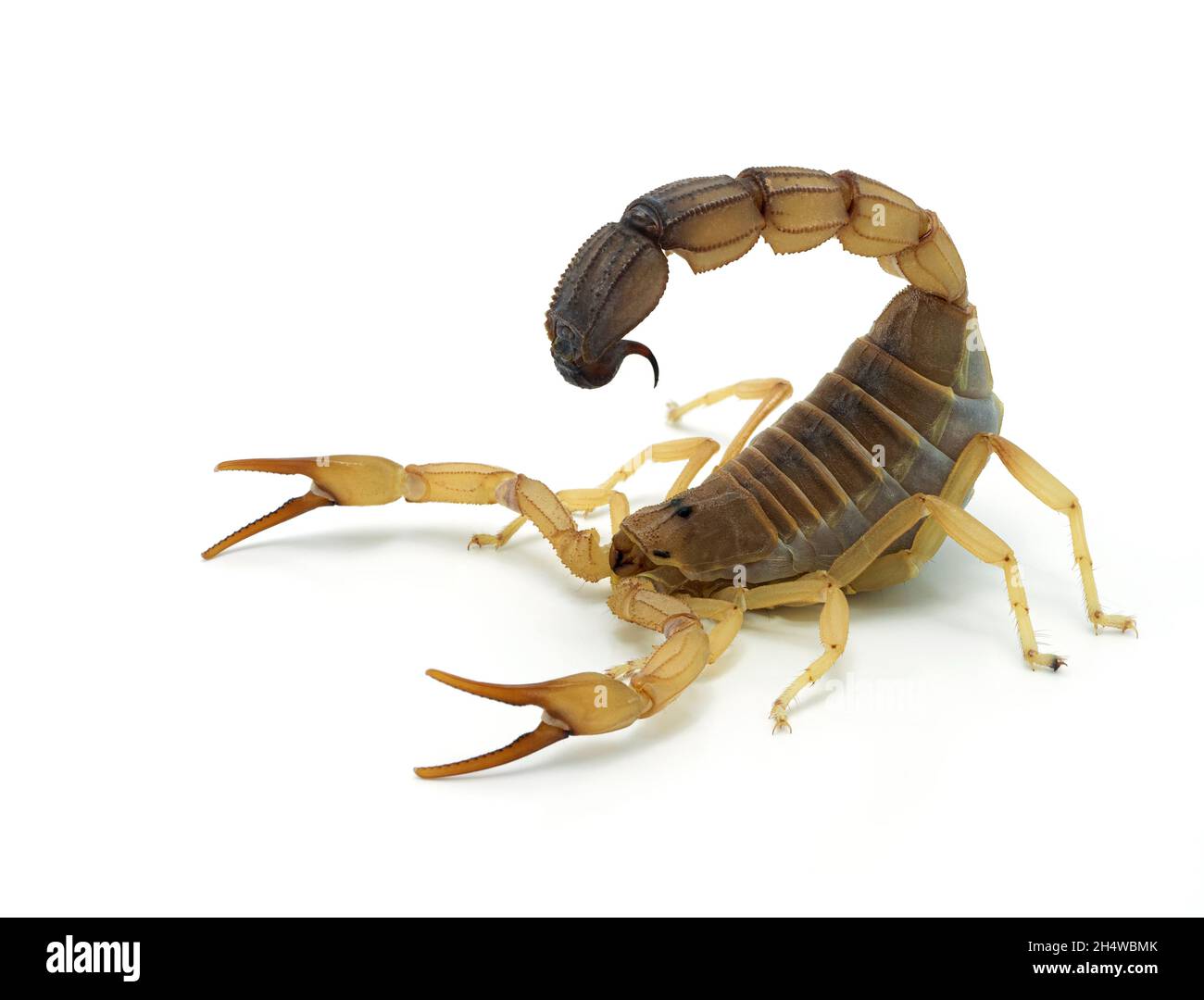 Scorpion de fattail hautement venimeux, Androctonus australis, isolé sur blanc.Cette espèce d'Afrique du Nord et du Moyen-Orient, est l'une des plus dan Banque D'Images