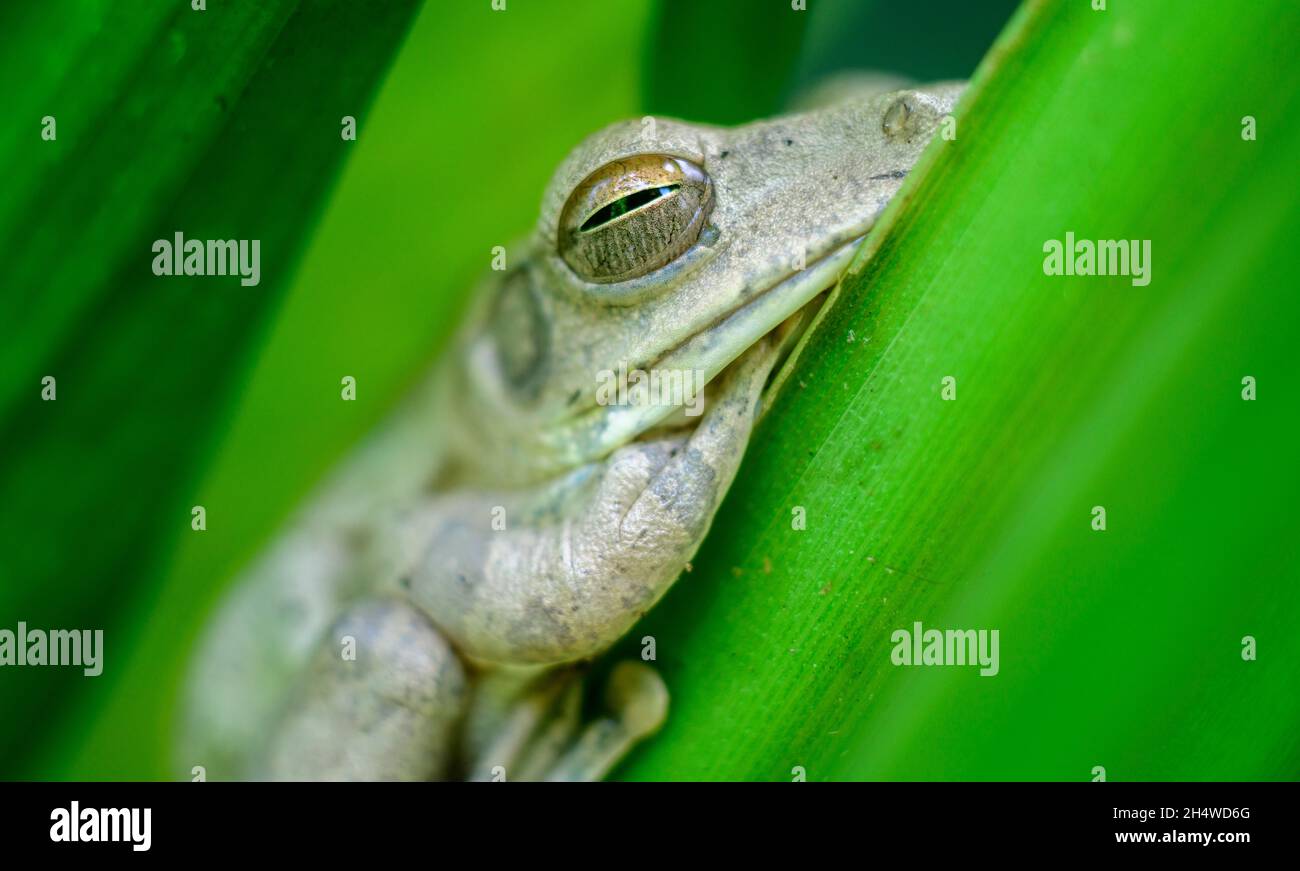 Grenouille d'arbre indien reposant sur la plante turmérique feuilles macro gros plan photographie, grenouille d'arbre dans l'état de repos pendant la journée et les yeux sont légèrement Banque D'Images