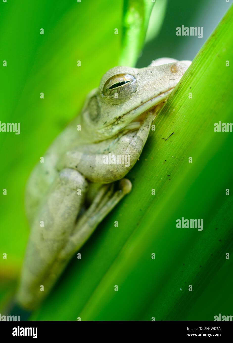 Grenouille d'arbre indien commune reposant sur les feuilles de plantes turmeriques photographie rapprochée, Banque D'Images