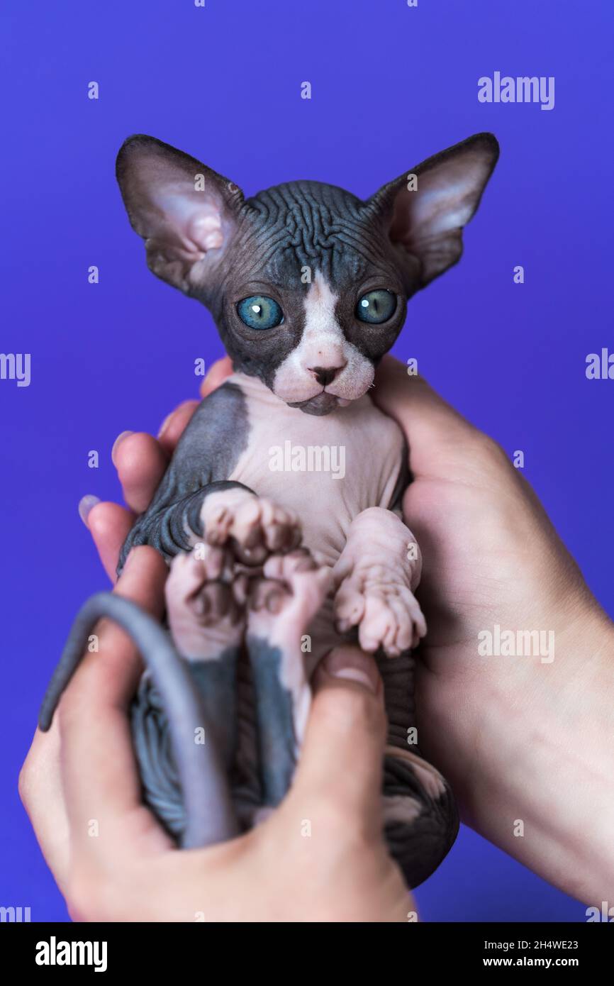 Chat Sans Poil Banque De Photographies Et D Images A Haute Resolution Alamy