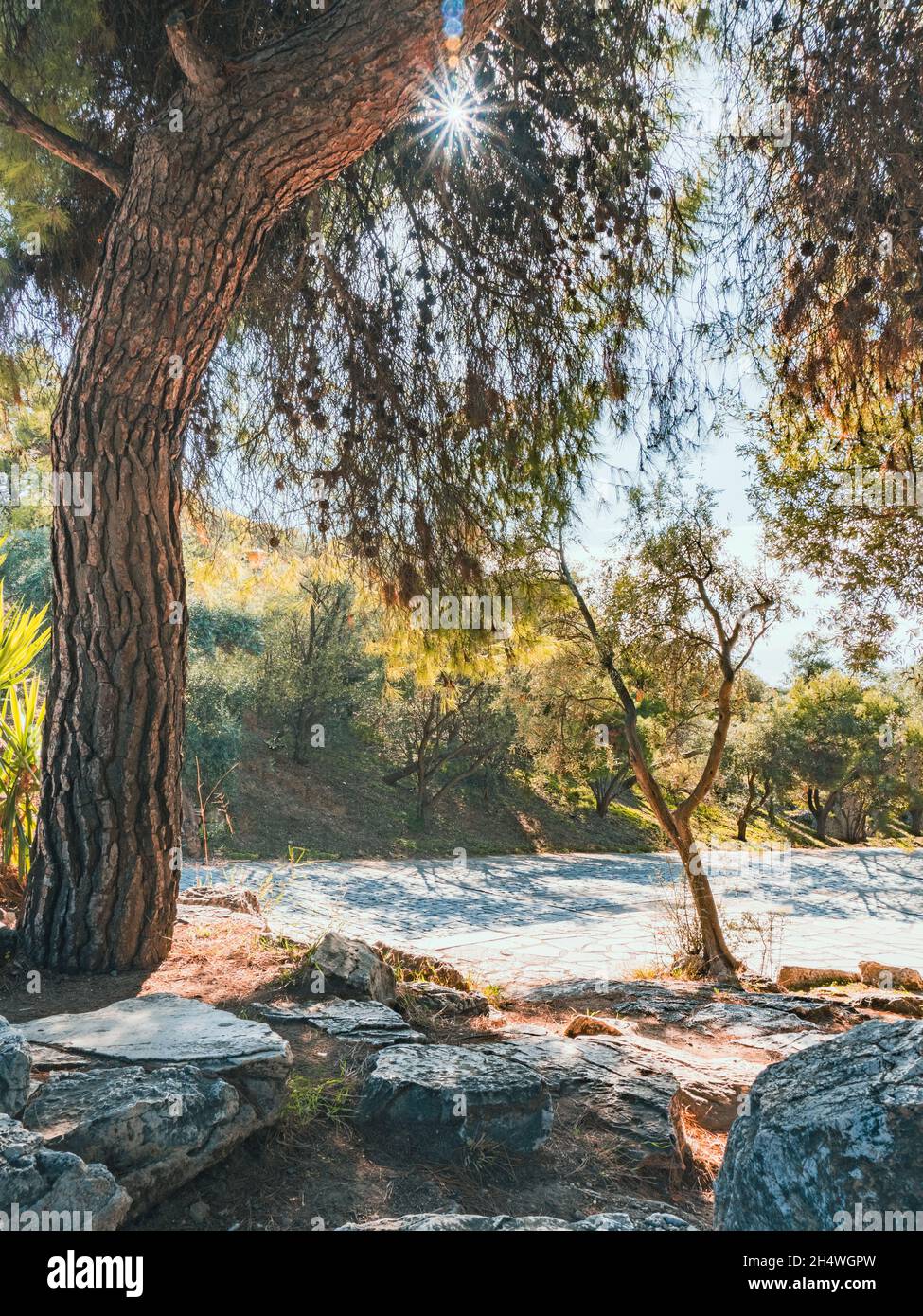 Vieux arbres dans la région méditerranéenne de l'Europe du Sud.Belle nature pour se détendre pendant les vacances d'été. Banque D'Images