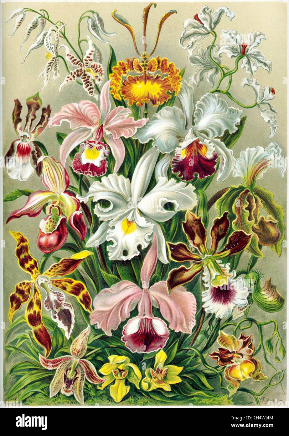 Ernst Haeckel - Orchidés - 1904 - Orchidés Banque D'Images