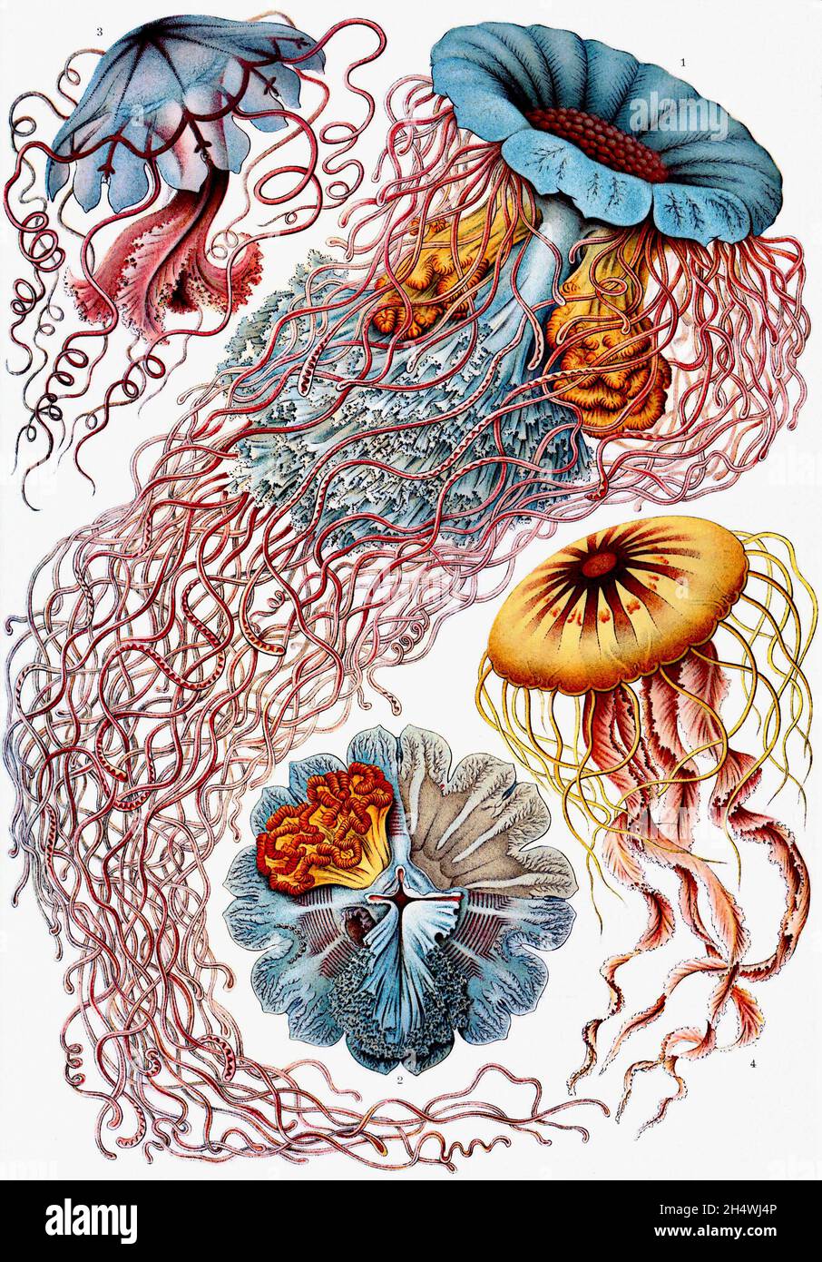 Ernst Haeckel - Discomedusae - 1904 méduses Banque D'Images
