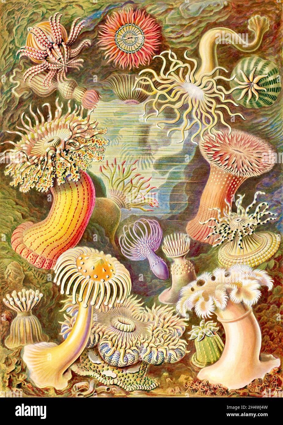 Ernst Haeckel - Actiniae - 1904 Banque D'Images