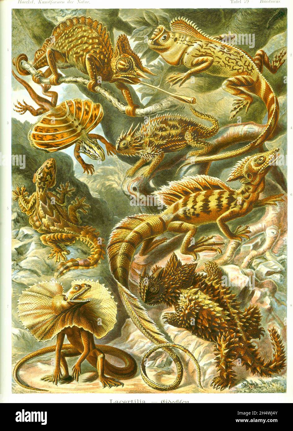 Ernst Haeckel - Lacertilia - 1904 - lézards Banque D'Images