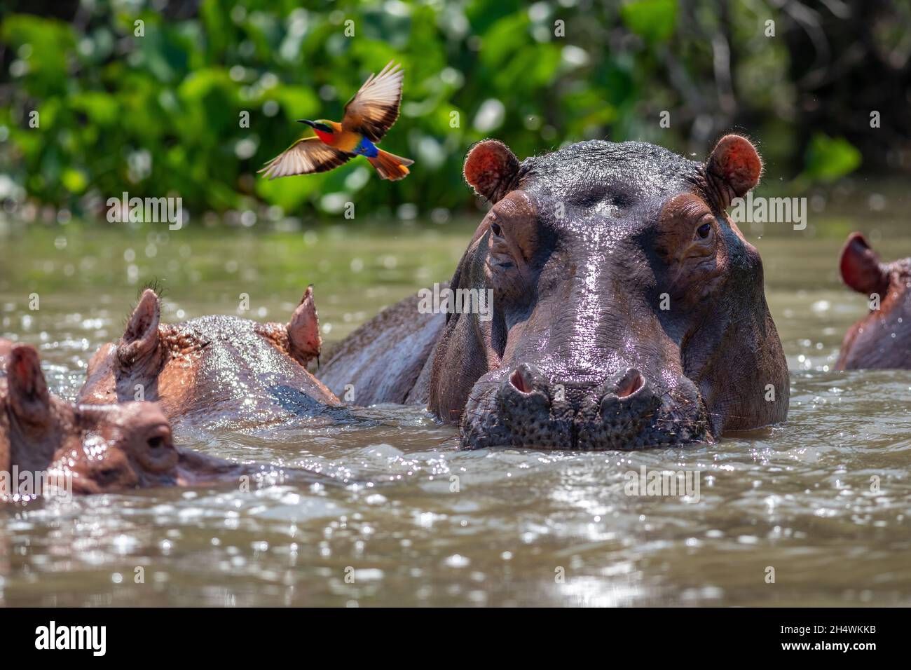 Un hippos dans la rivière avec l'oiseau volant à proximité Banque D'Images