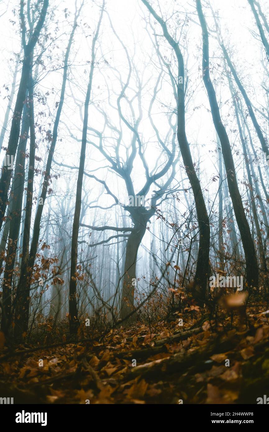 Majestueux arbre de sorcière sans feuilles entouré par d'autres arbres dans une forêt de foggy moody Banque D'Images