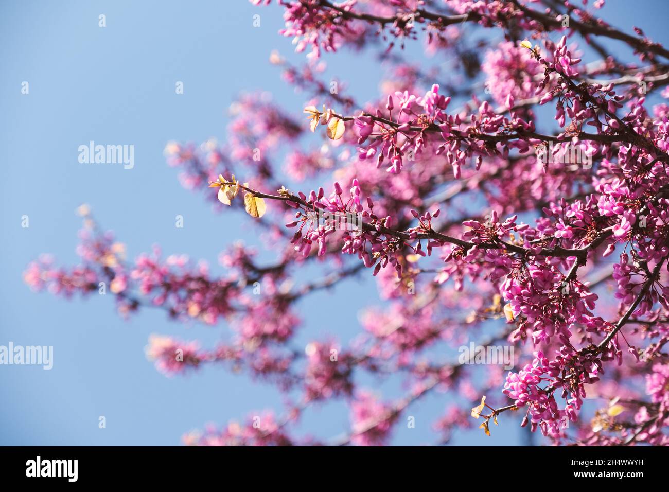 Arbre en fleur rose Banque D'Images