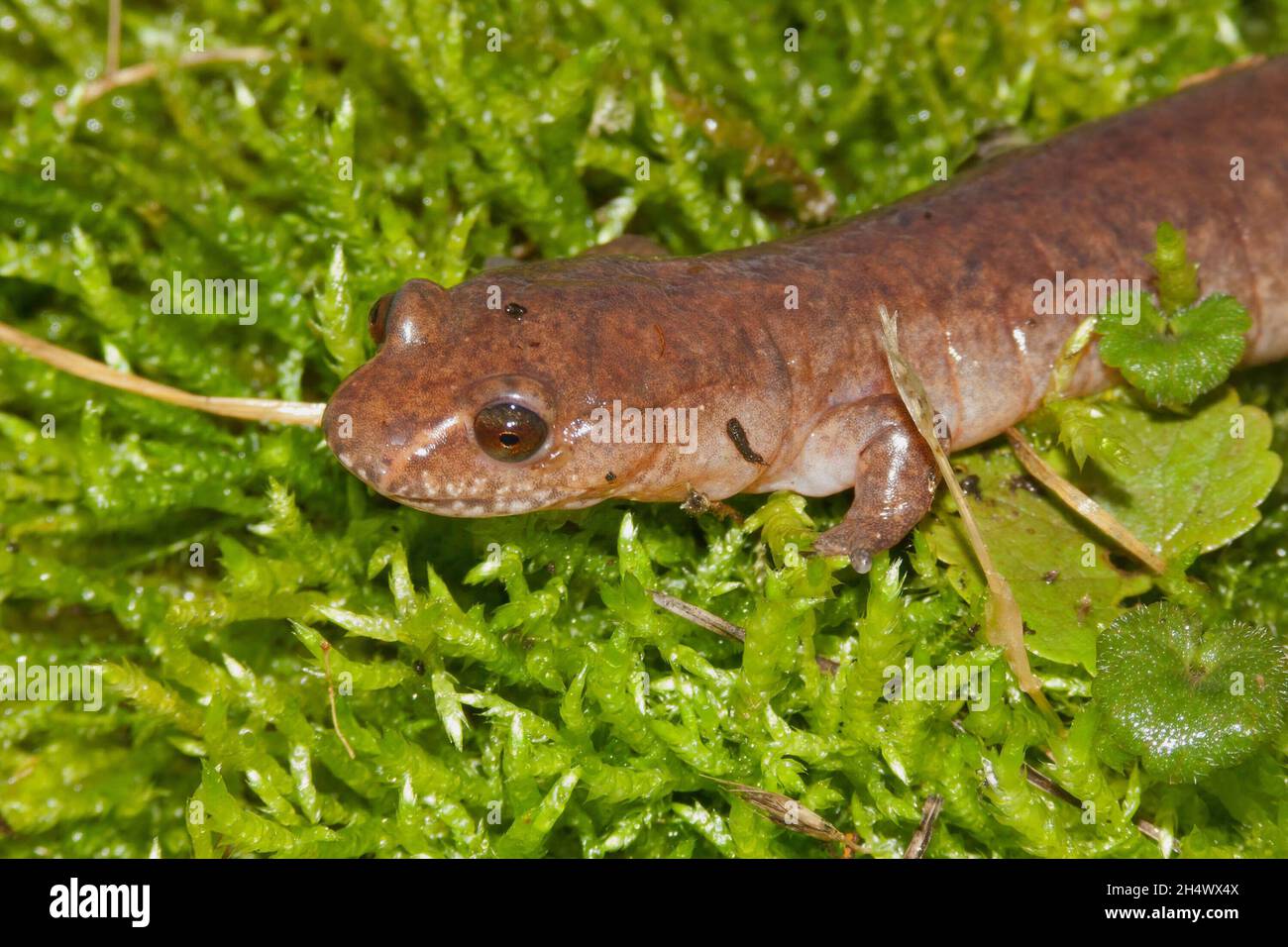 Gros plan d'une salamandre printanière adulte, Gyrinophilus porphyriticus Banque D'Images