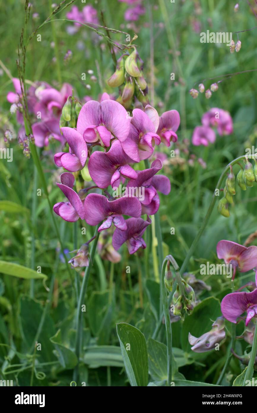 Lathyrus latifolius, Pea éternel à feuilles larges, Fabaceae.Plante sauvage en été. Banque D'Images