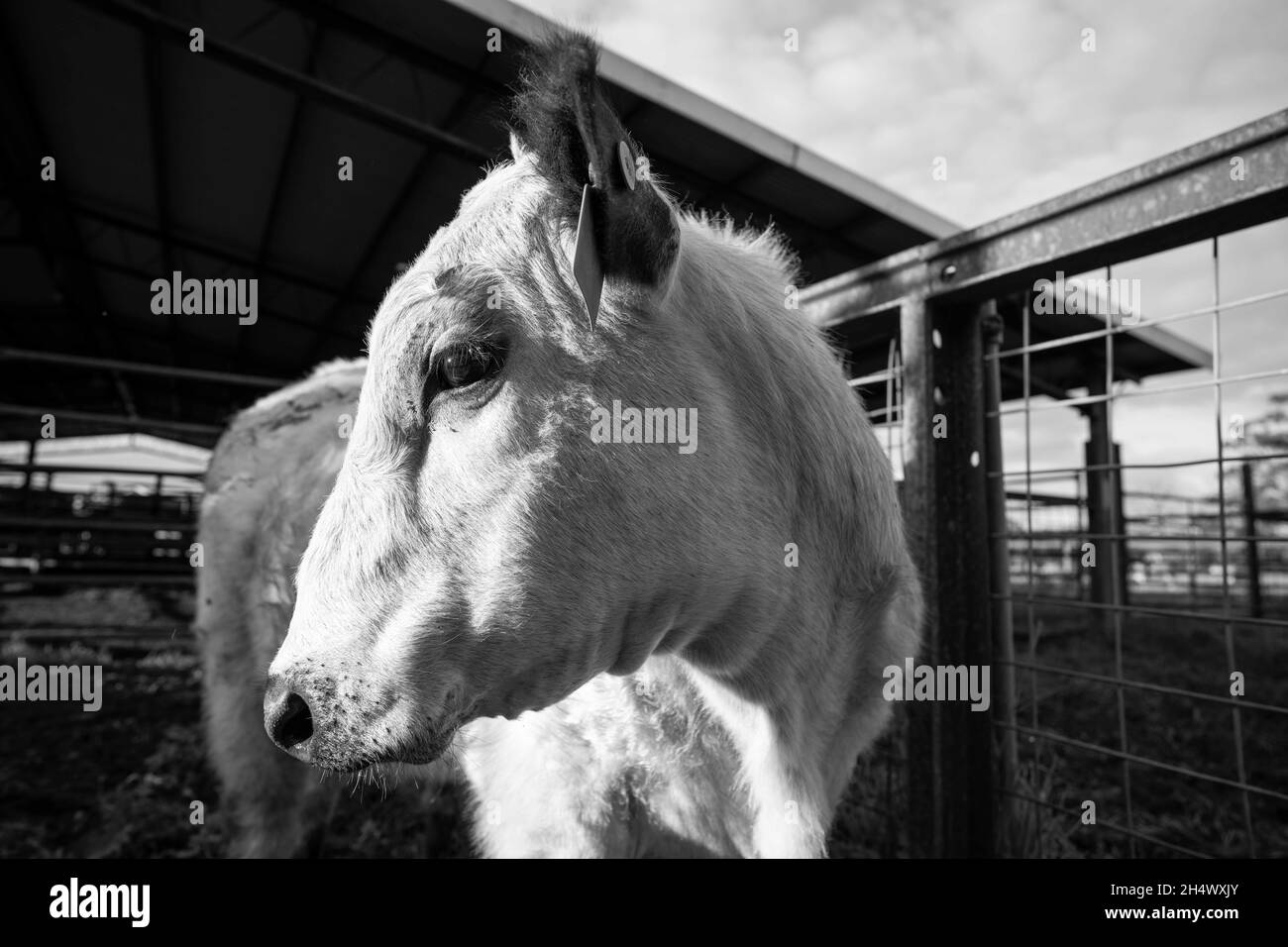 Gros plan des taureaux de bœuf et des vaches qui broutent sur l'herbe dans un champ, en Australie. Manger du foin et de l'ensilage. Les races incluent le parc de moucheches, murray Gray, angus Banque D'Images
