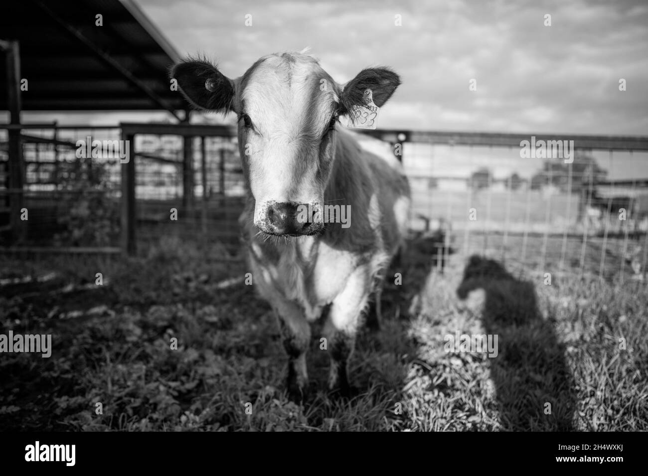 Gros plan des taureaux de bœuf et des vaches qui broutent sur l'herbe dans un champ, en Australie. Manger du foin et de l'ensilage. Les races incluent le parc de moucheches, murray Gray, angus Banque D'Images