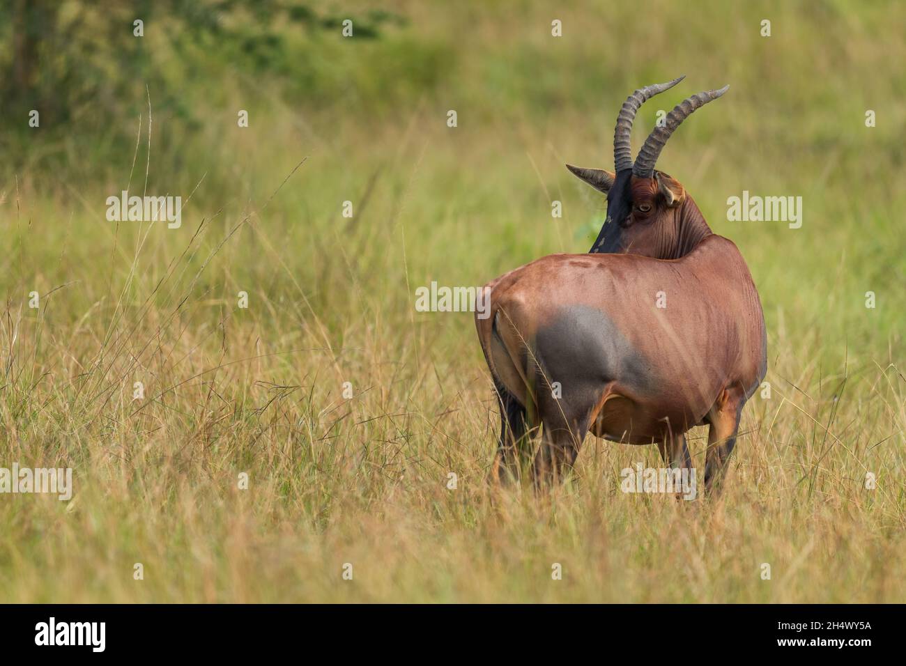 Antilope de Topi - Damaliscus lunatus, magnifique antilope de savanes et buissons africains, Parc national de la Reine Elizabeth, Ouganda. Banque D'Images