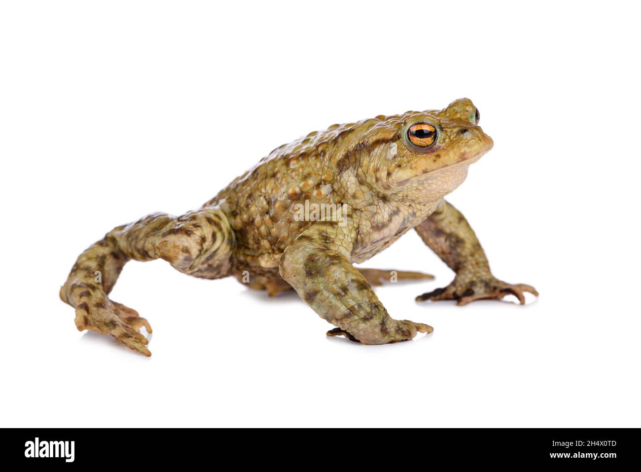 Crapaud commun dans le stand de défense, isolé sur fond blanc. Banque D'Images