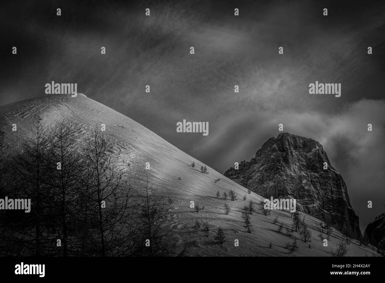 Vue en noir et blanc sur le sommet enneigé entouré de mélèzes Banque D'Images