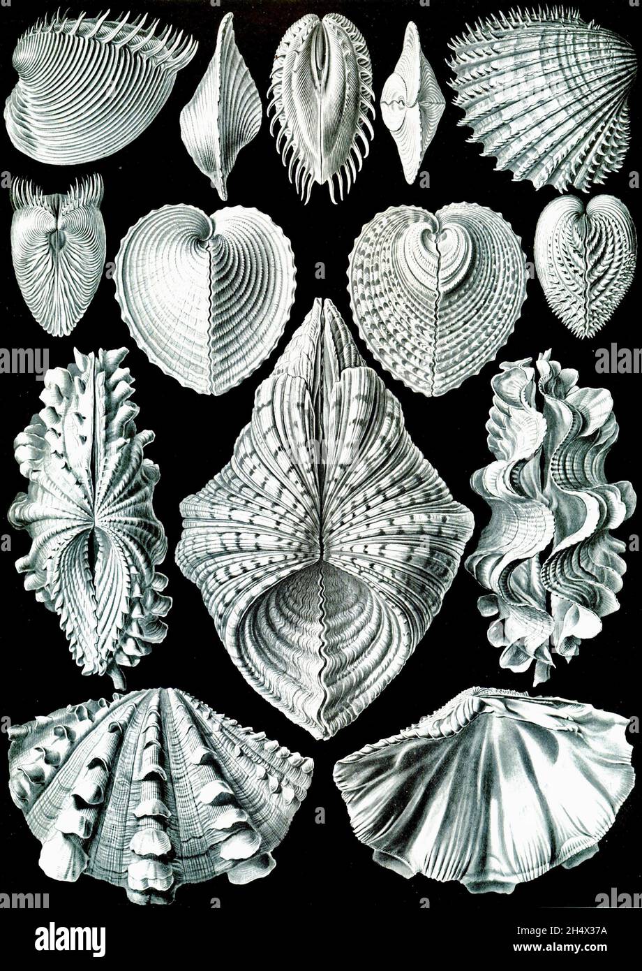 Ernst Haeckel - Acephala - 1904 Banque D'Images