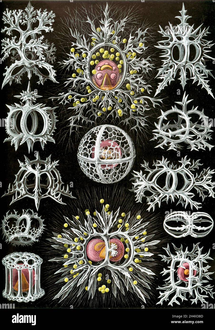 Ernst Haeckel - Stephoidea - 1904 Banque D'Images