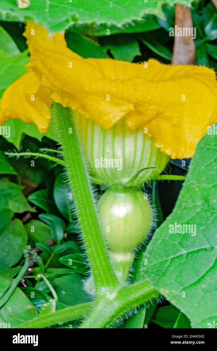 Gros plan de fleur de citrouille avec ensemble de fruits Banque D'Images