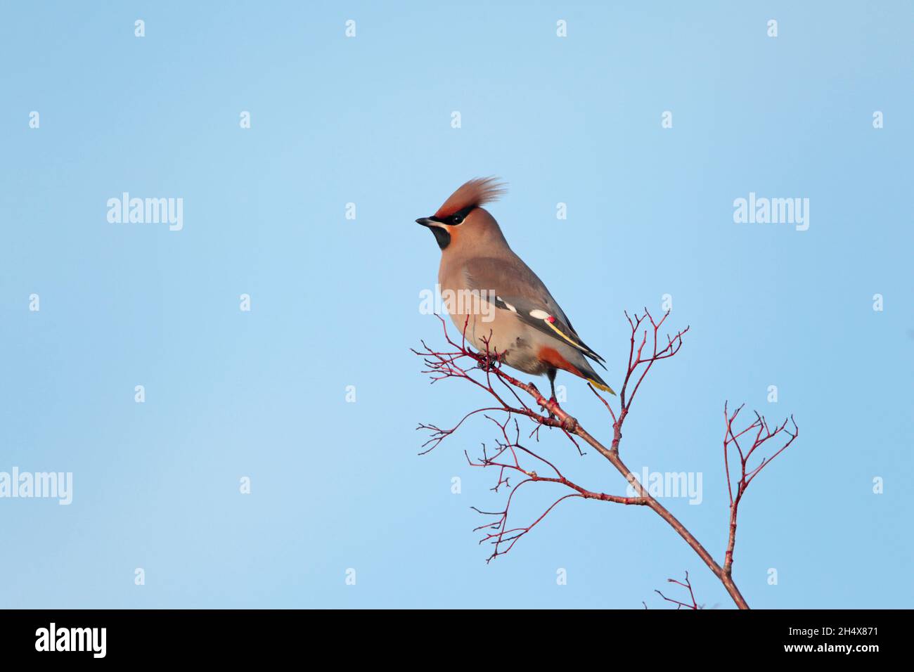 Une aile de Bohème (Bombycilla garrulus) perchée dans un arbre au Royaume-Uni en hiver Banque D'Images