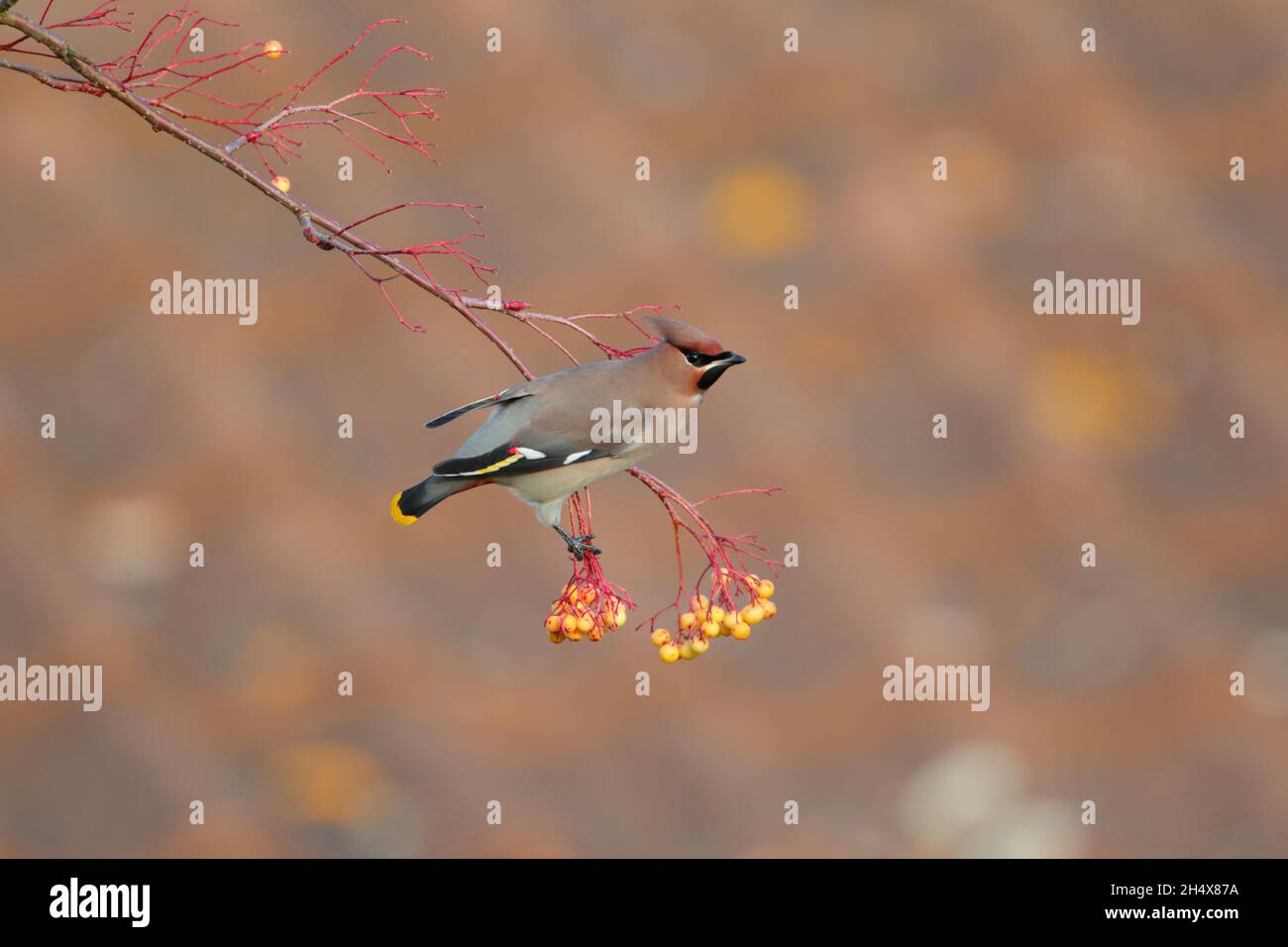 Une aile de Bohème (Bombycilla garrulus) se nourrissant de baies en hiver au Royaume-Uni Banque D'Images