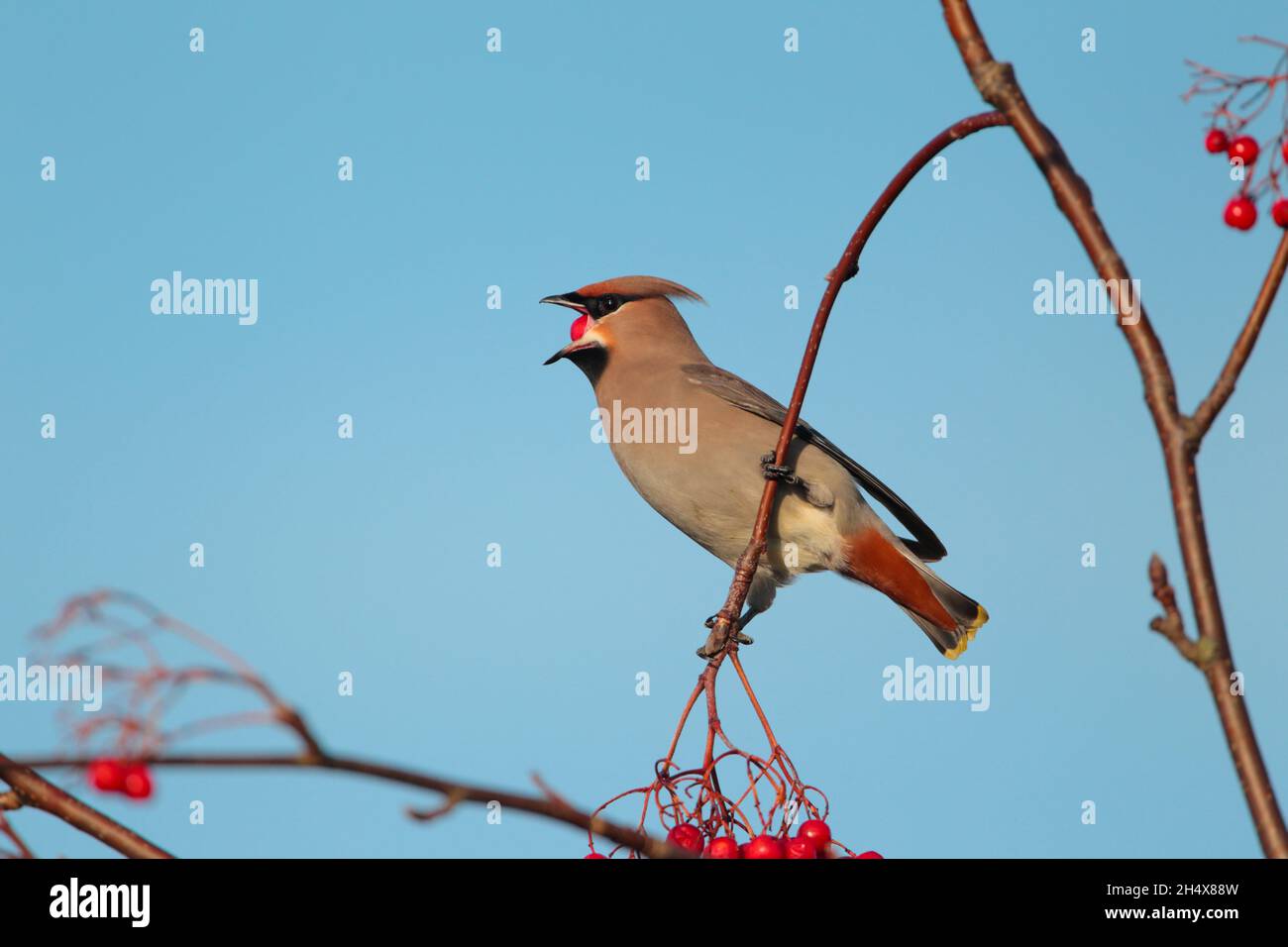 Une aile de Bohème (Bombycilla garrulus) se nourrissant de baies en hiver au Royaume-Uni Banque D'Images