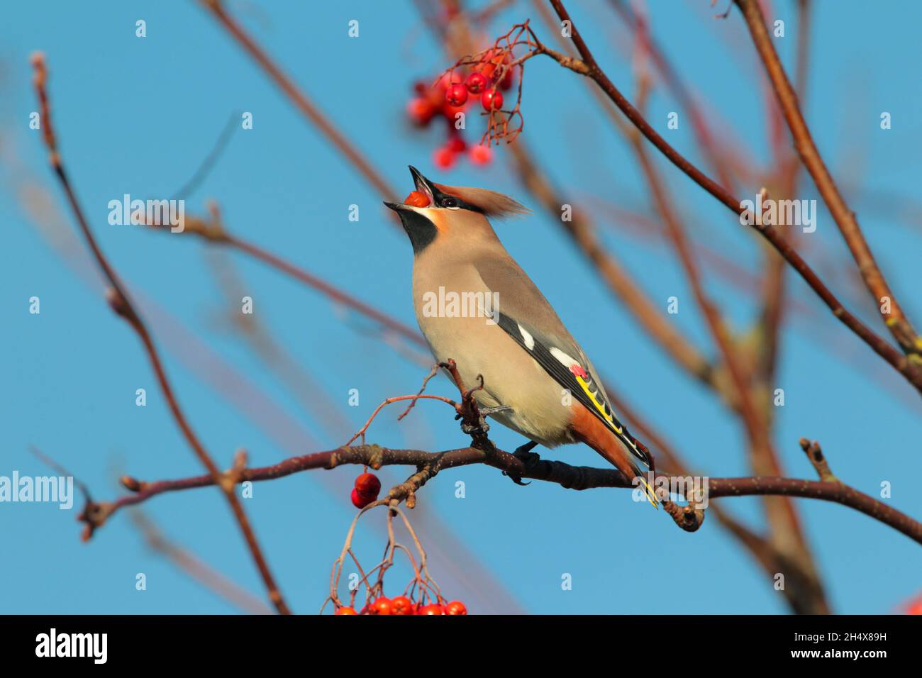 Une aile de Bohème (Bombycilla garrulus) se nourrissant de baies en hiver au Royaume-Uni Banque D'Images