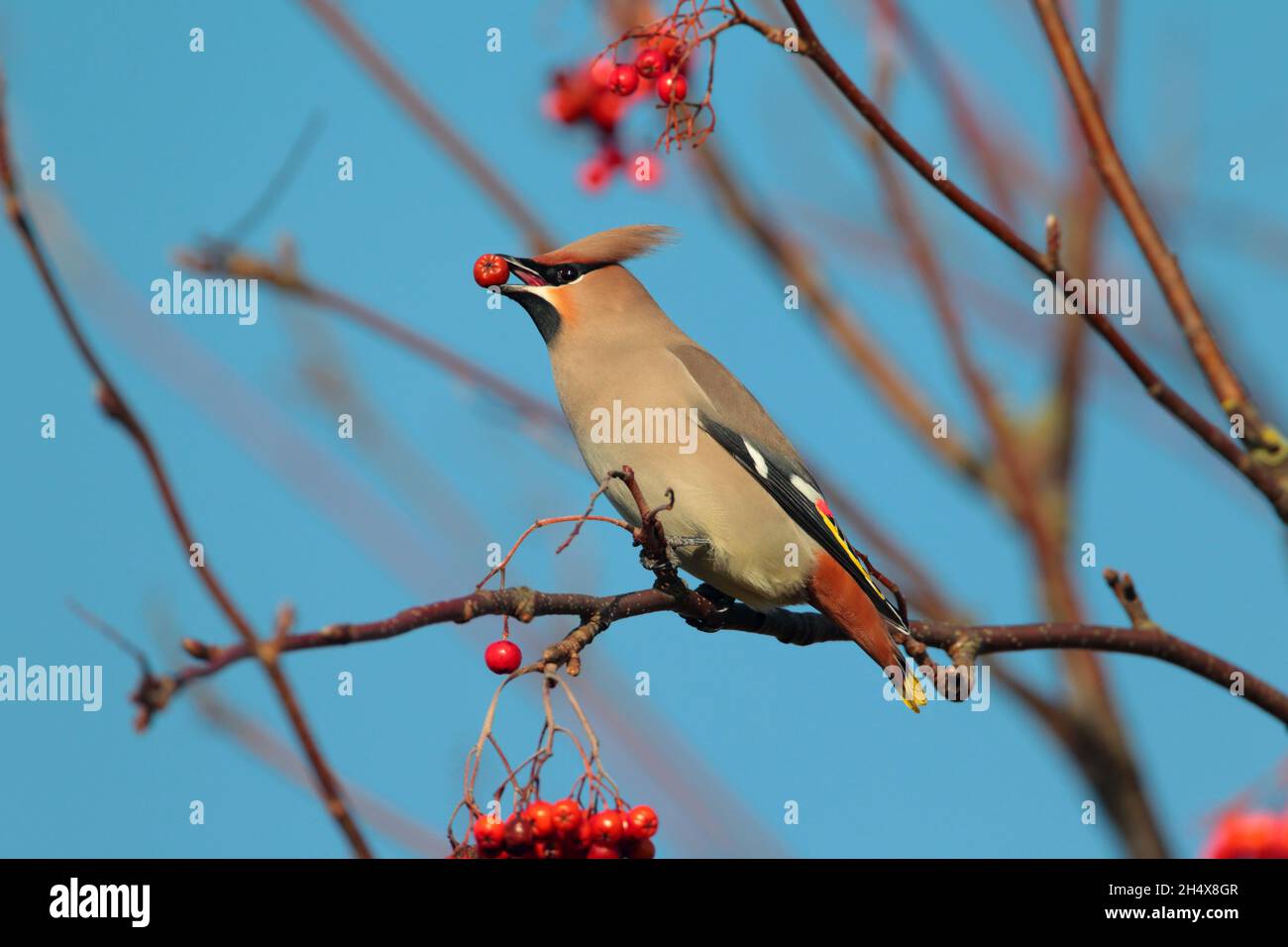 Une aile de Bohème (Bombycilla garrulus) se nourrissant de baies en hiver au Royaume-Uni Banque D'Images