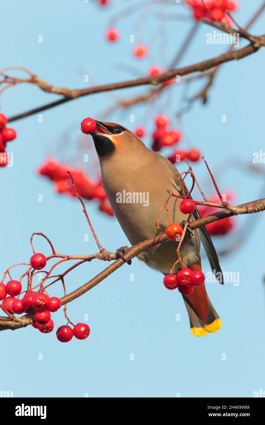 Une aile de Bohème (Bombycilla garrulus) se nourrissant de baies en hiver au Royaume-Uni Banque D'Images