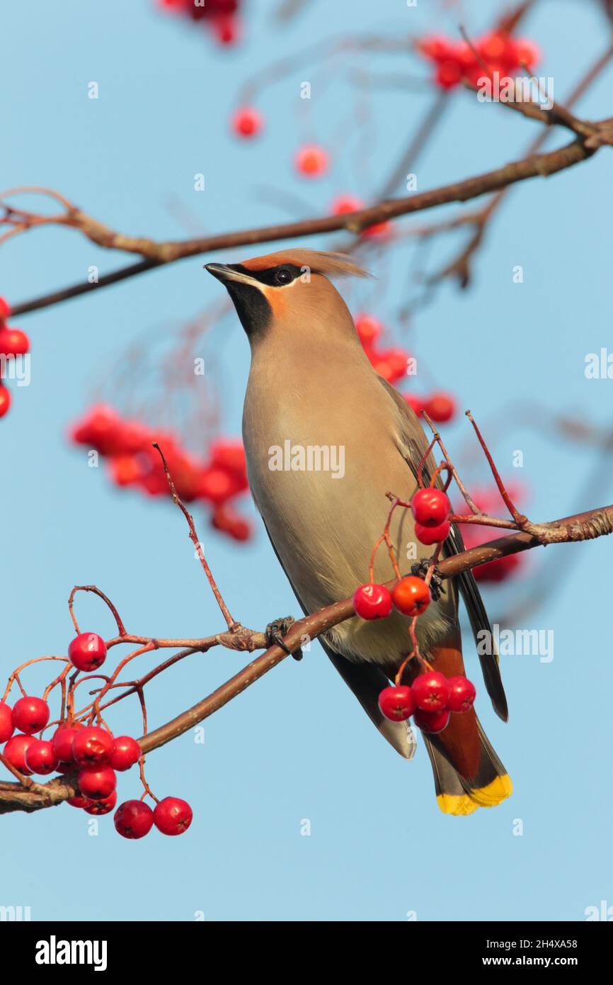 Une aile de Bohème (Bombycilla garrulus) perchée dans un arbre au Royaume-Uni en hiver Banque D'Images