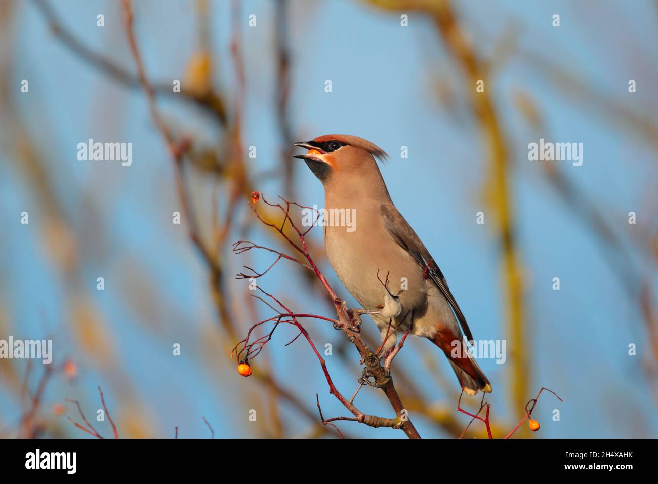 Une aile de Bohème (Bombycilla garrulus) se nourrissant de baies en hiver au Royaume-Uni Banque D'Images