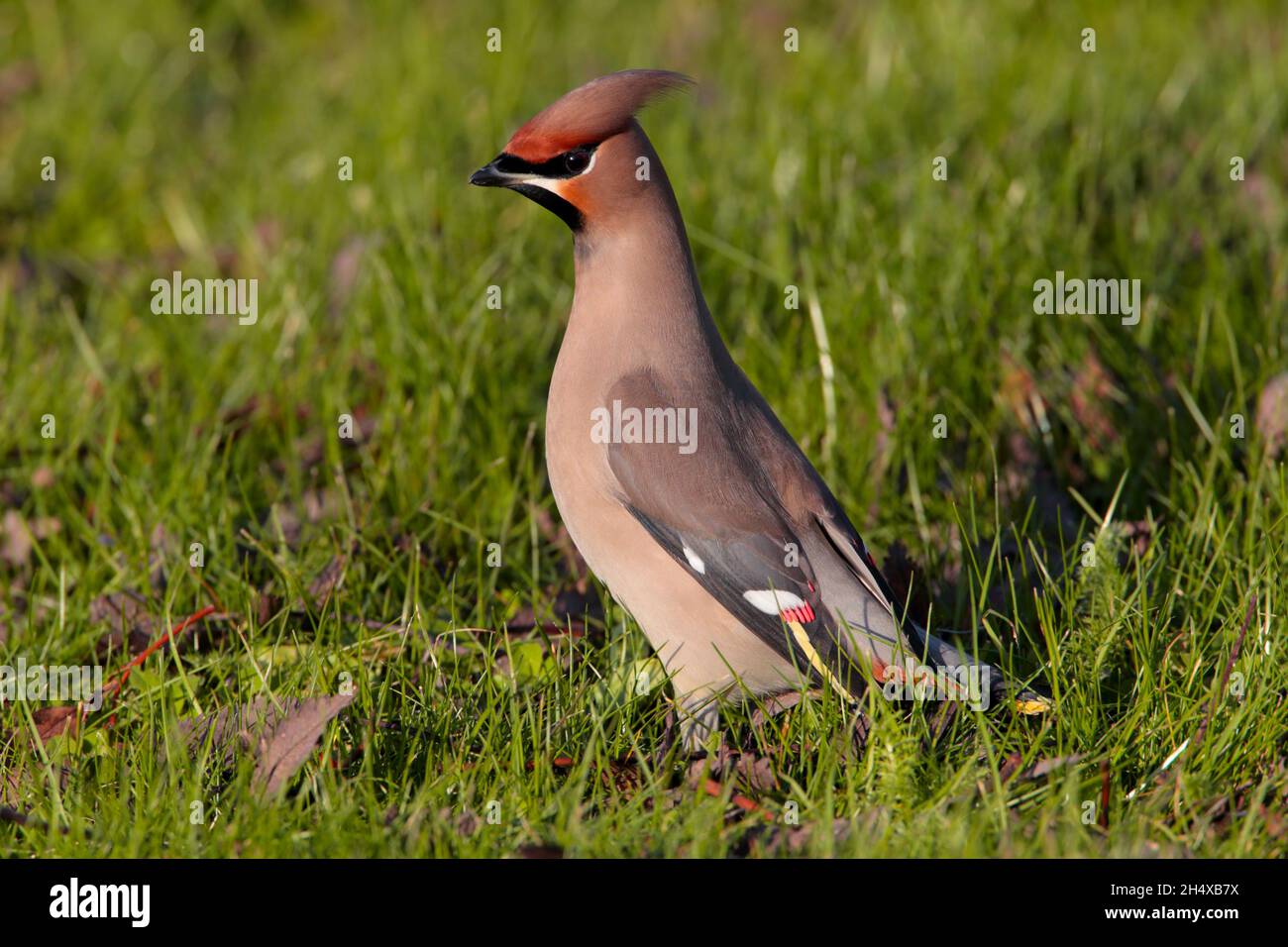 Une aile de Bohème (Bombycilla garrulus) sur une pelouse au Royaume-Uni en hiver, ramassant les baies tombées Banque D'Images