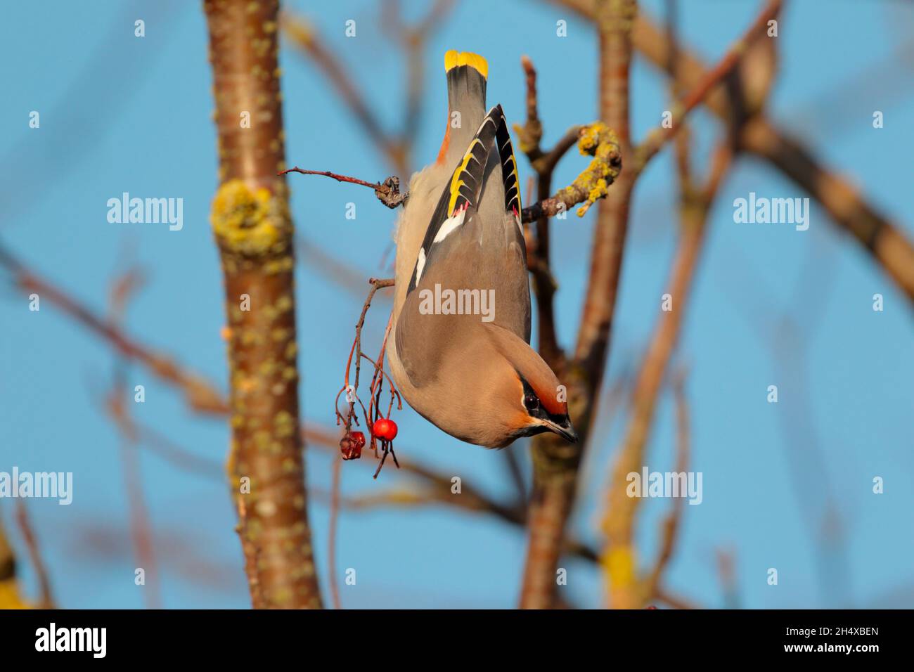 Une aile de Bohème (Bombycilla garrulus) perchée dans un arbre au Royaume-Uni en hiver Banque D'Images